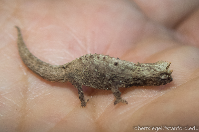 smallest chameleon
